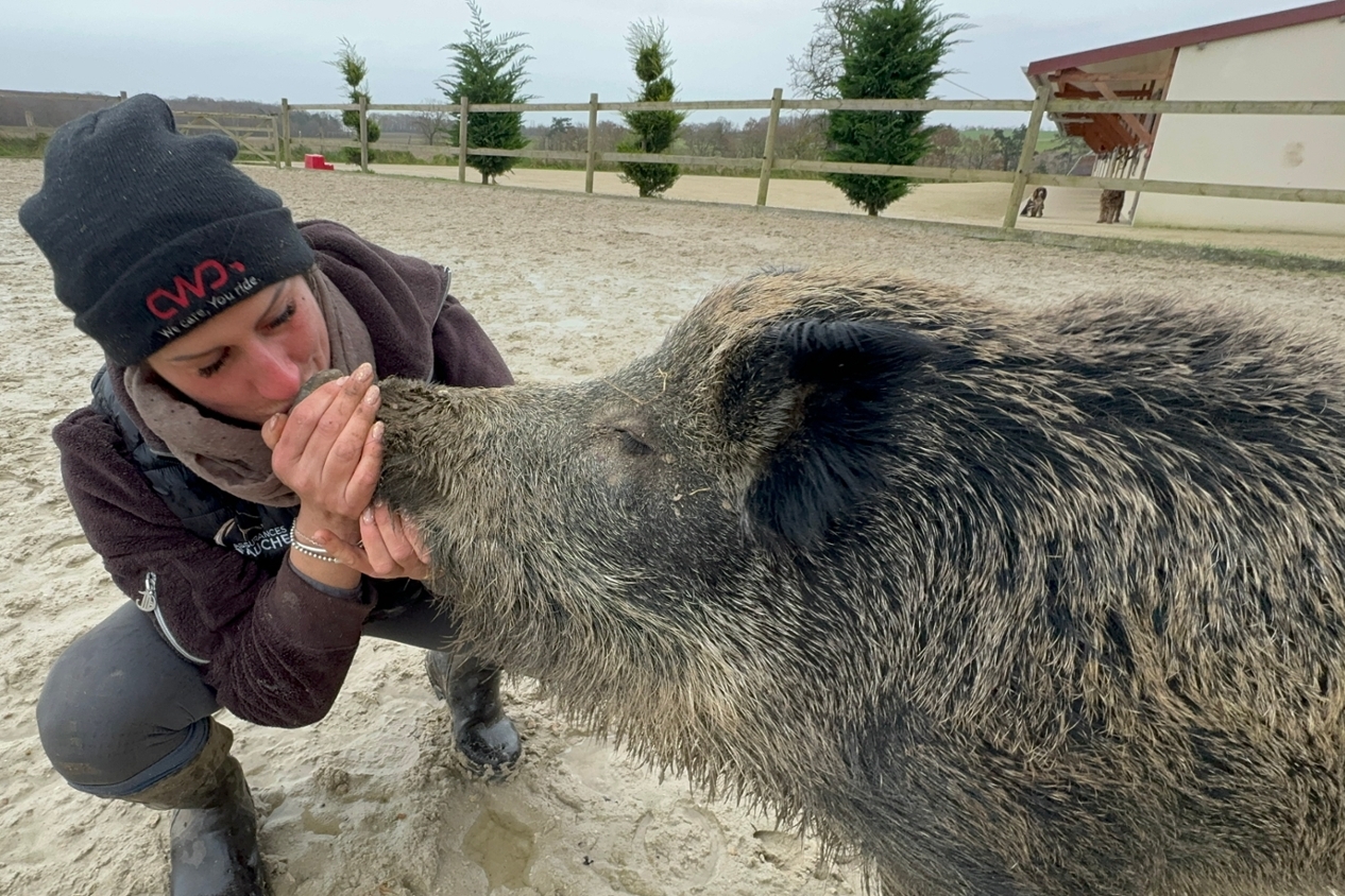 Photo d'Élodie faisant un bisou à un sanglier