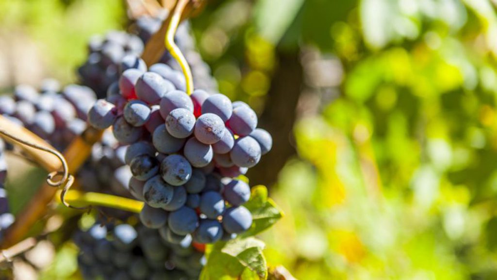Réchauffement : Bordeaux va tester de nouveaux cépages