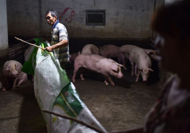 Alerte à la peste porcine en Chine