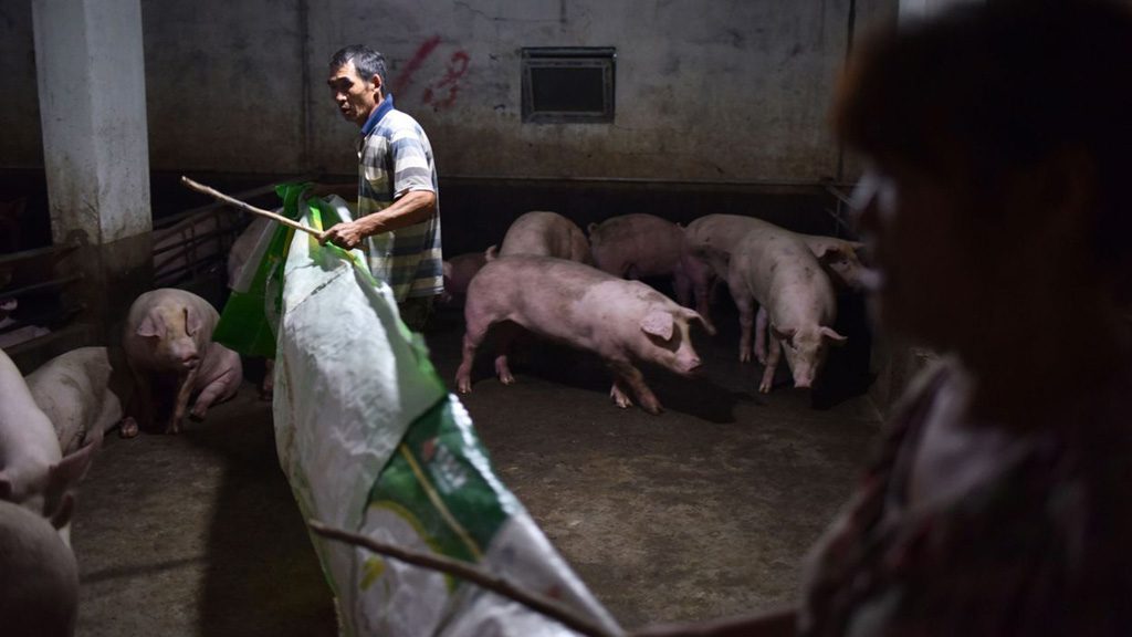 Alerte à la peste porcine en Chine