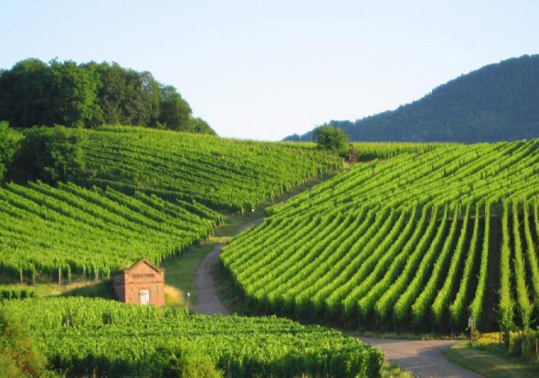 Le vignoble français craint une perte de surface avec les zones sans pesticides