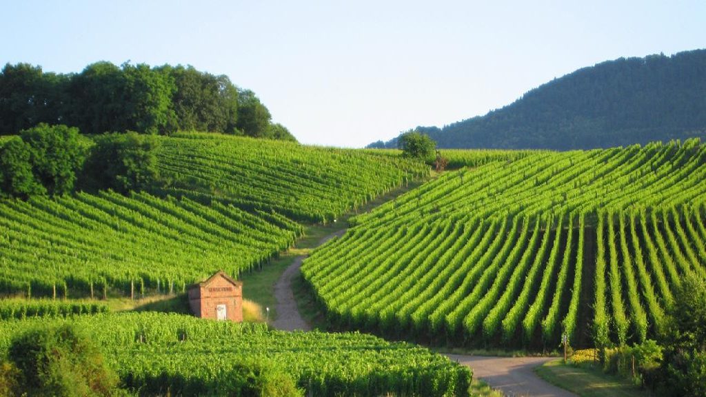 Le vignoble français craint une perte de surface avec les zones sans pesticides