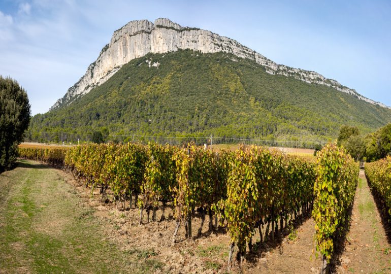 Dans le Languedoc, les viticulteurs s’adaptent déjà au changement climatique