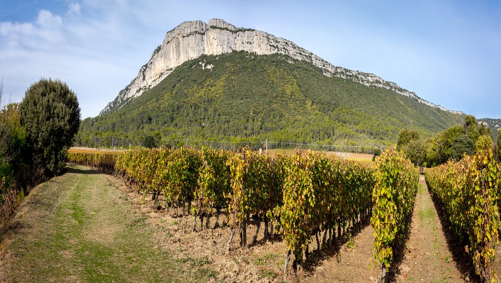 Dans le Languedoc, les viticulteurs s’adaptent déjà au changement climatique