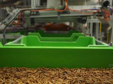 La championne mondiale de l’élevage d’insecte est  une start-up française
