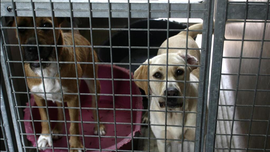 Protection animale : une nouvelle loi en France