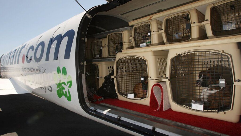 Un chien rejoint ses maitres expatriés mais bloqués en France