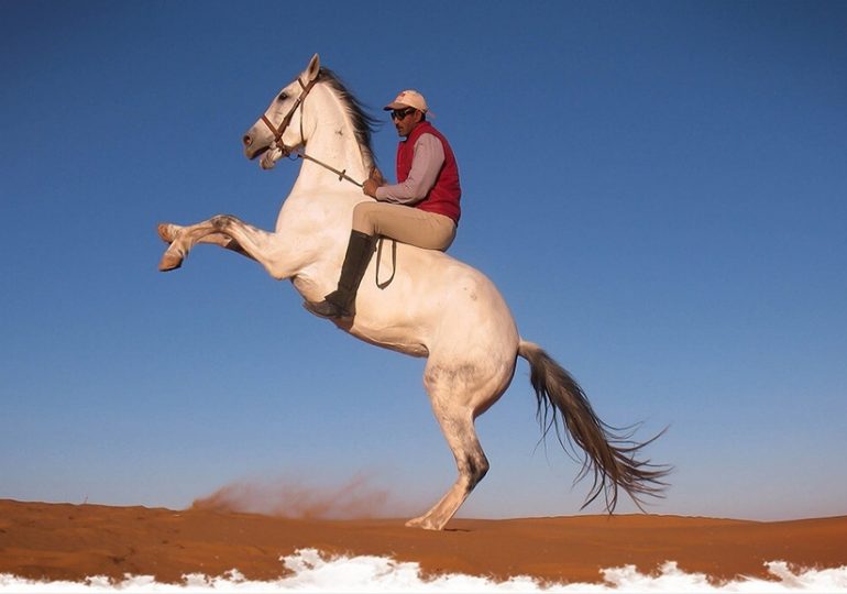 Maroc : le Français qui murmure à l'oreille des chevaux