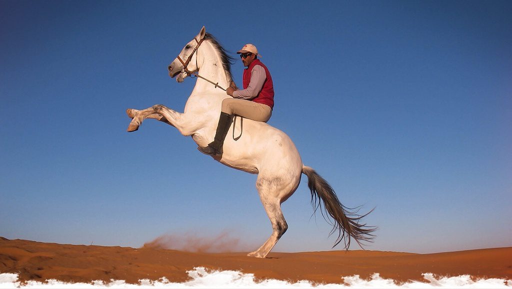 Maroc : le Français qui murmure à l’oreille des chevaux