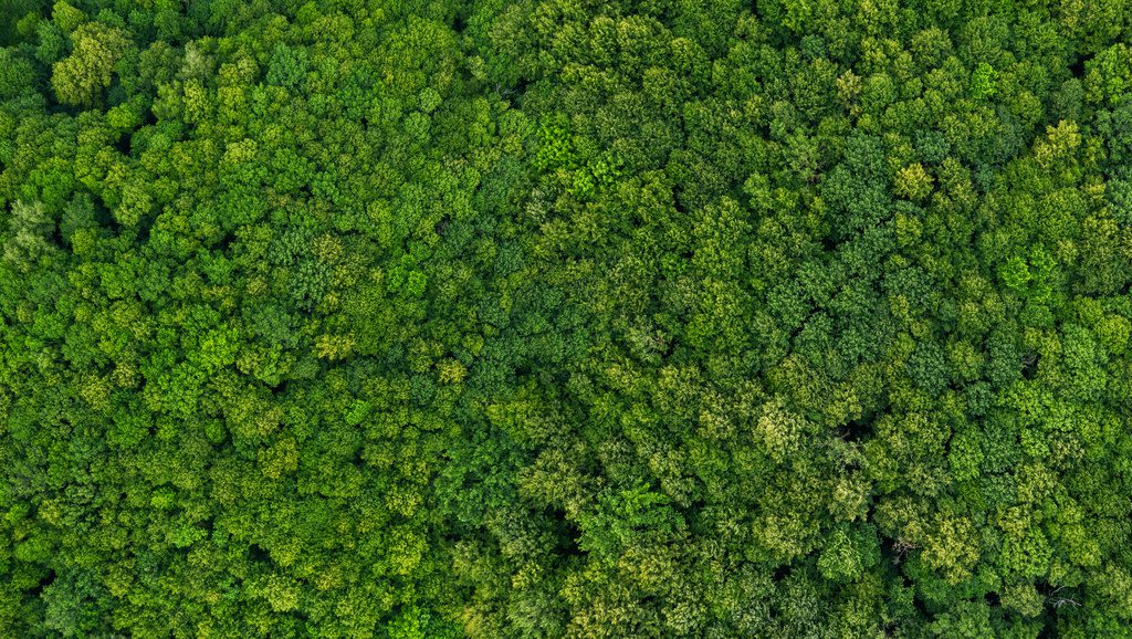 Les arbres peuvent beaucoup mais pas tout