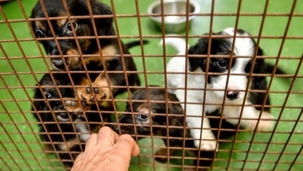 Loi contre la maltraitance animale adoptée