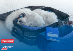 Vacances d’été en France, gérer son animal de compagnie quand on est expatrié