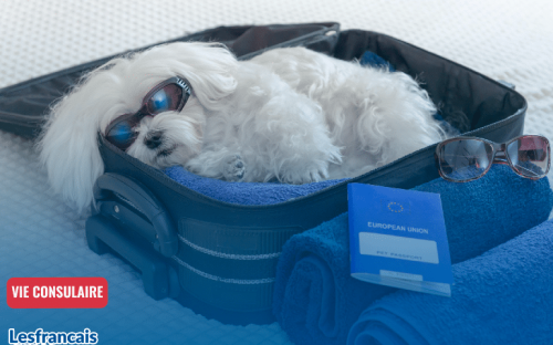 Vacances d’été en France, gérer son animal de compagnie quand on est expatrié