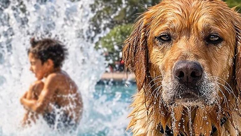 Image d'illustration, Chien &agrave; la piscine