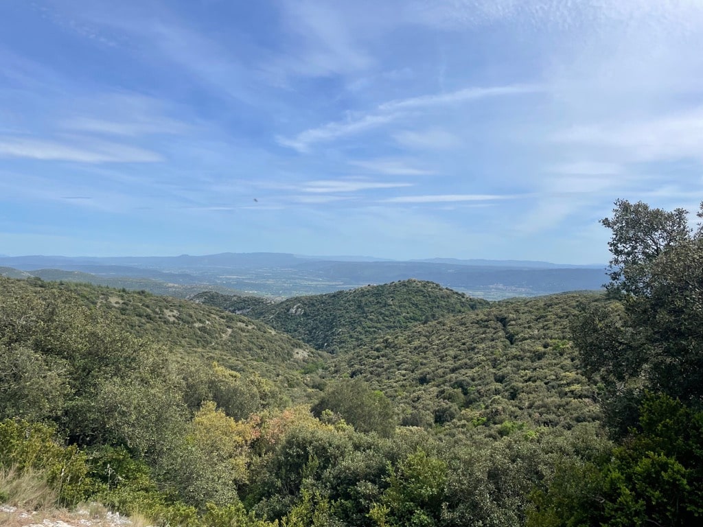 For&ecirc;t des C&egrave;dres