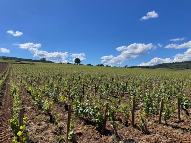 Vignoble &agrave; Meursault