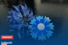 Le Bleuet de France : faire fleurir la mémoire, ici comme ailleurs
