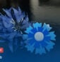 Le Bleuet de France : faire fleurir la mémoire, ici comme ailleurs