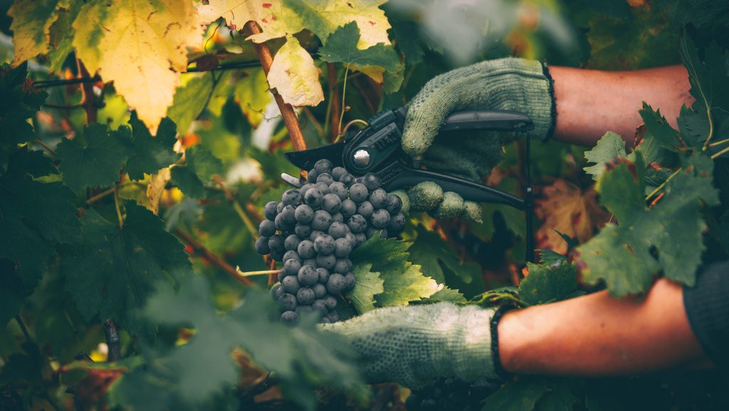 Un début de vendanges mi-figue mi-raisin en Europe