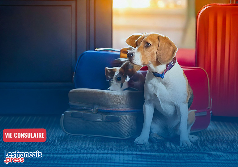 Retour en France ? Quelles démarches pour son chien ou son chat ?