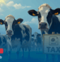 Les vaches ne paient pas d’impôts. Les riches non plus