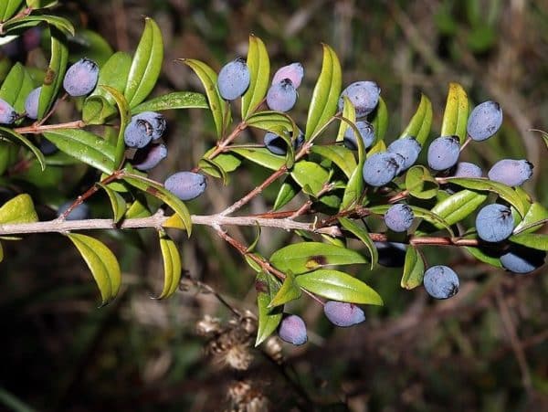 Fruits de Myrte