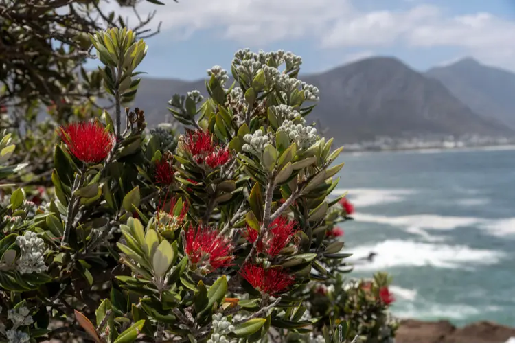 Noël en plein été en Afrique du Sud