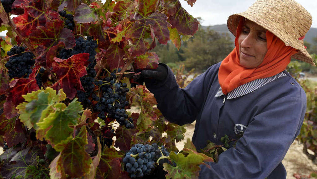 Tunisie : le réchauffement climatique menace les vignes