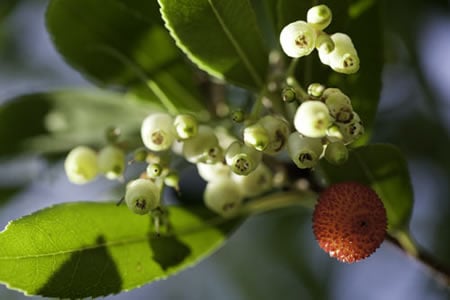 Fleur de l'arbousier