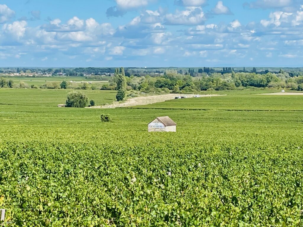 Meursault Genevrières