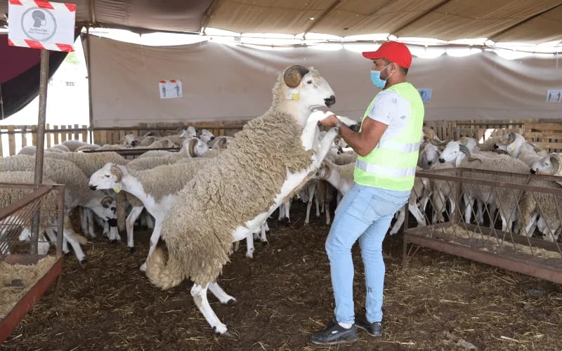 Mouton