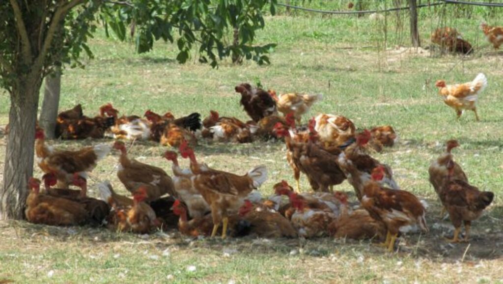 Les terroirs français vous manquent ? Matez les poulets Label Rouge