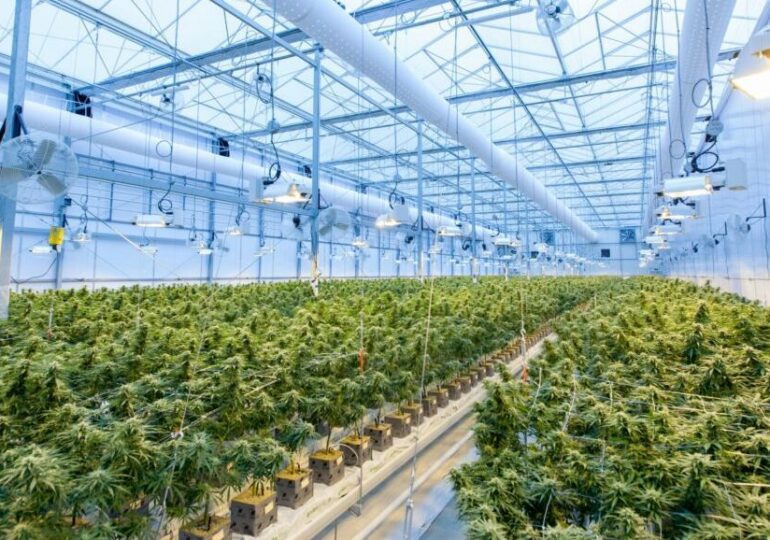 Cannabis : sa légalisation en Europe est loin d’être une « réussite », estime le gouvernement français