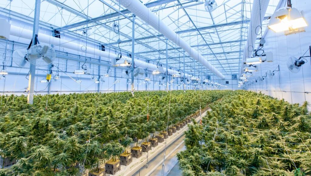 Cannabis : sa légalisation en Europe est loin d’être une « réussite », estime le gouvernement français