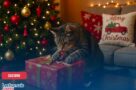 Les traditions et cadeaux de Noël pour nos animaux domestiques