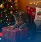 Les traditions et cadeaux de Noël pour nos animaux domestiques