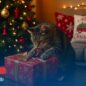 Les traditions et cadeaux de Noël pour nos animaux domestiques