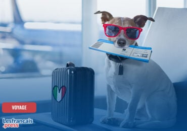 Voyager en avion avec son chien : règles, compagnies dog-friendly et alternatives pour les expatriés