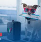 Voyager en avion avec son chien : règles, compagnies dog-friendly et alternatives pour les expatriés