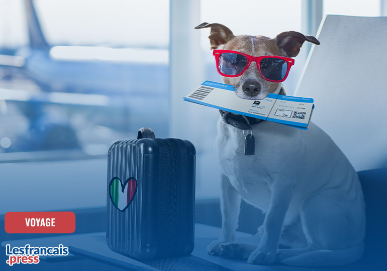 Voyager en avion avec son chien : règles, compagnies dog-friendly et alternatives pour les expatriés